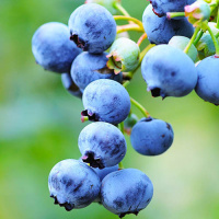 blueberry-blue-gold-1