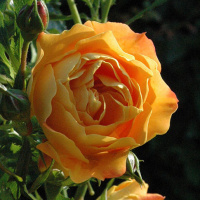 starlet-rose-lizzy2