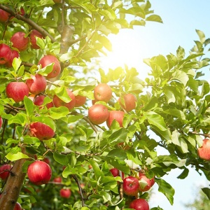apple2