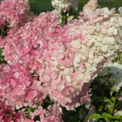 thumb_2621_500_450_0_0_crop
