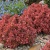 berberis_thunbergii_ruby_star_barbele