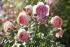 12168425-rose-amelia-renaissance-often-flowering-very-fragrant