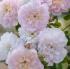 elizabeth1_1021034181