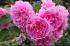 carr1_2054726090