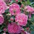carr2_832710881
