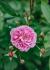 carr_50365976