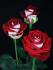 luxor_177092969