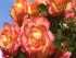 boheme1_550527509