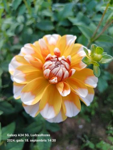 bahama_apricot