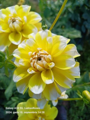 bahama_lemon